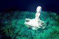 【配布】草むら２