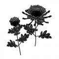 菊の花と蕾